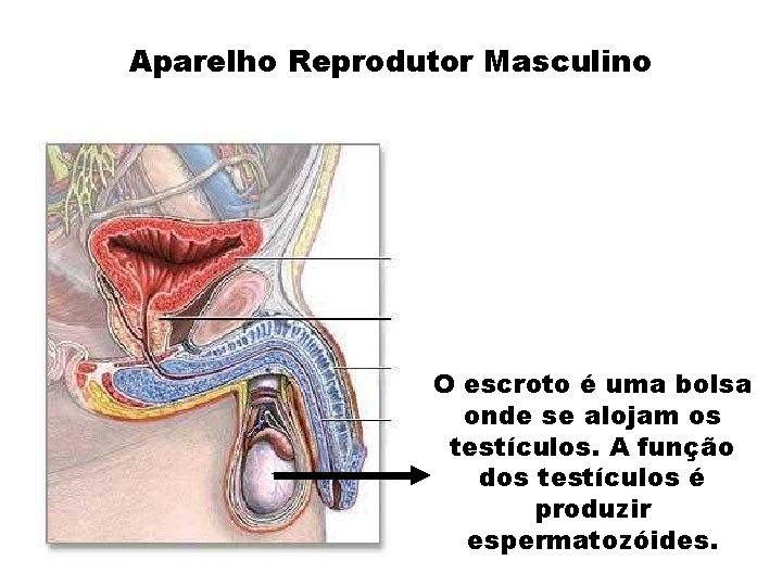 Aparelho Reprodutor Masculino O escroto é uma bolsa onde se alojam os testículos. A