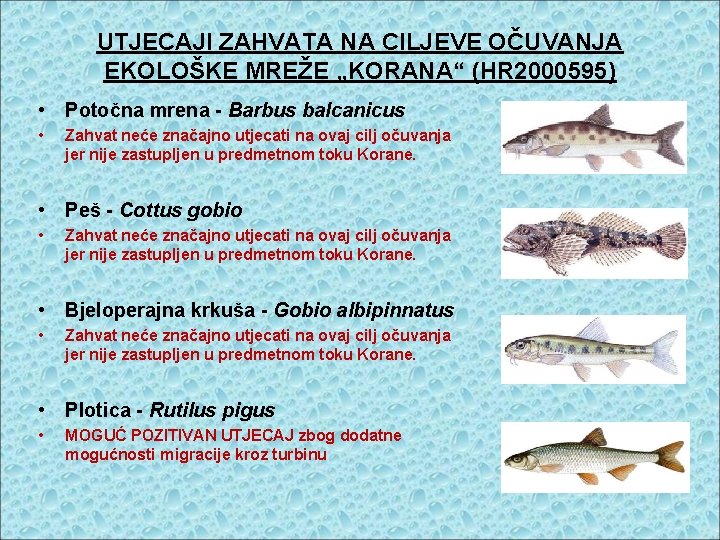 UTJECAJI ZAHVATA NA CILJEVE OČUVANJA EKOLOŠKE MREŽE „KORANA“ (HR 2000595) • Potočna mrena -