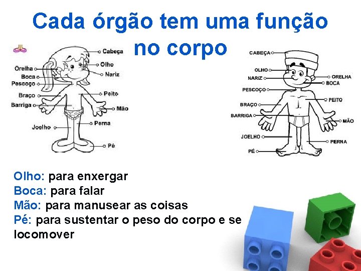 Cada órgão tem uma função no corpo Olho: para enxergar Boca: para falar Mão: