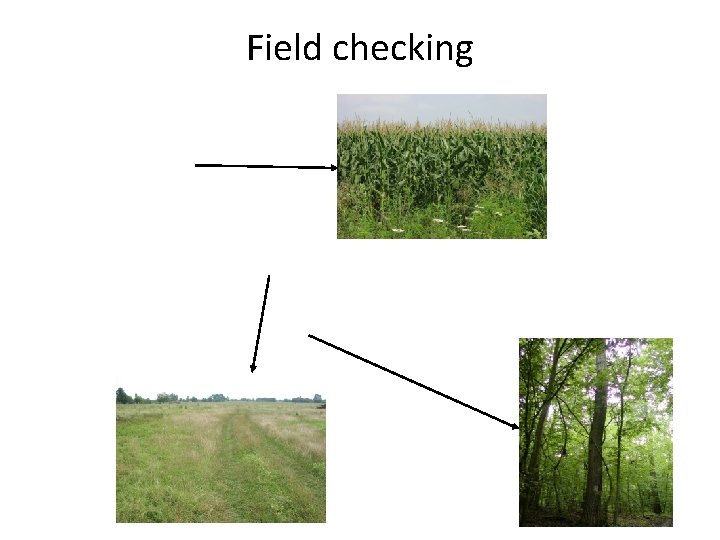Field checking 