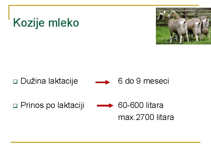 Kozije mleko q Dužina laktacije 6 do 9 meseci q Prinos po laktaciji 60