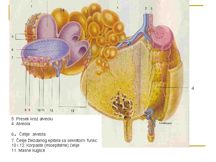 14 4 5. Presek kroz alveolu 4. Alveola . 6 Ćelije alveola 7. Čelije