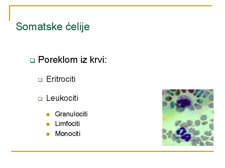 Somatske ćelije q Poreklom iz krvi: q Eritrociti q Leukociti n n n Granulociti