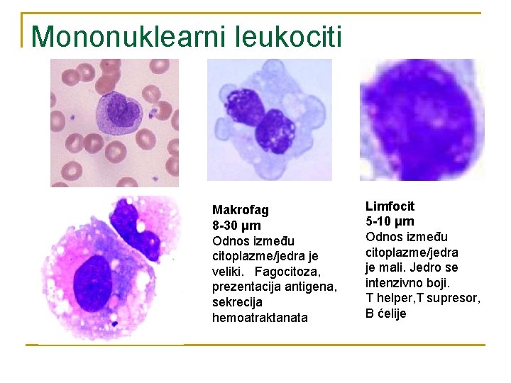 Mononuklearni leukociti Makrofag 8 -30 μm Odnos između citoplazme/jedra je veliki. Fagocitoza, prezentacija antigena,