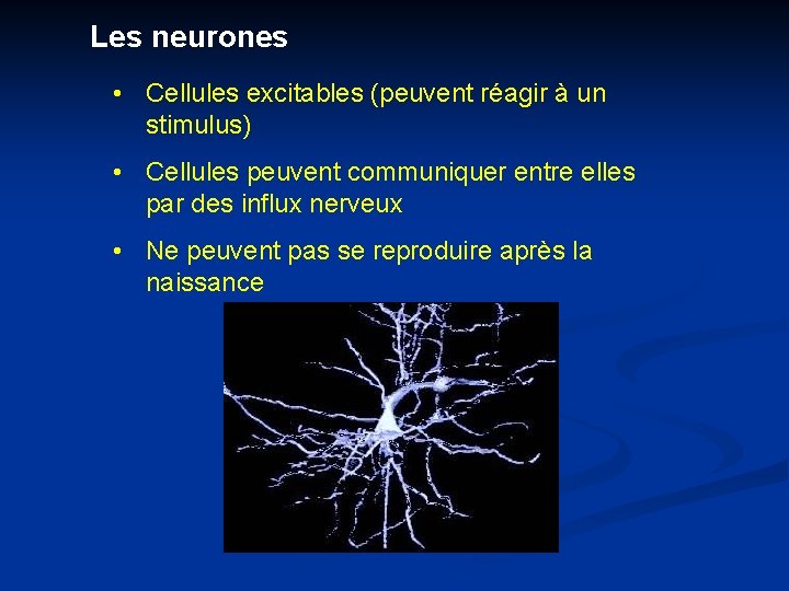 Les neurones • Cellules excitables (peuvent réagir à un stimulus) • Cellules peuvent communiquer