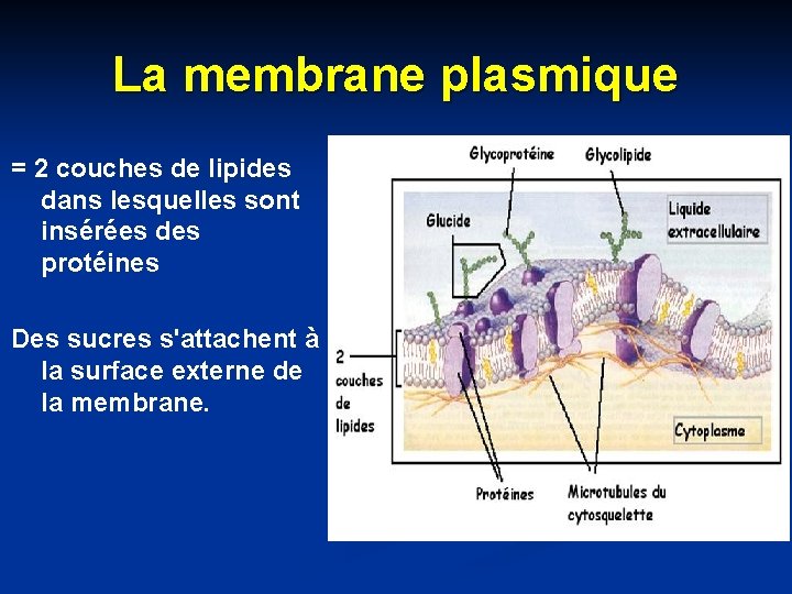 La membrane plasmique = 2 couches de lipides dans lesquelles sont insérées des protéines