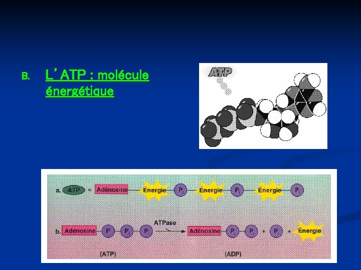 B. L’ATP : molécule énergétique 