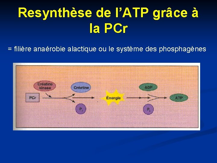 Resynthèse de l’ATP grâce à la PCr = filière anaérobie alactique ou le système