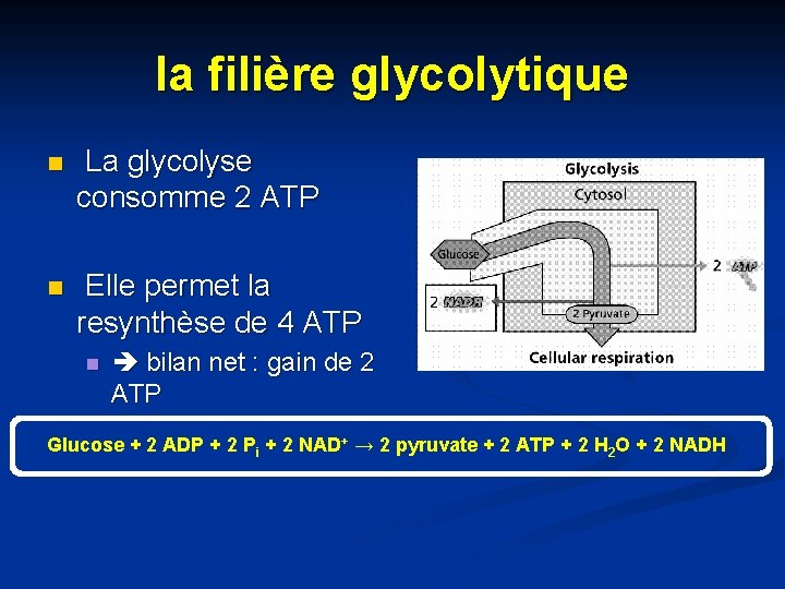 la filière glycolytique n La glycolyse consomme 2 ATP n Elle permet la resynthèse