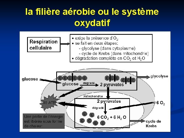 la filière aérobie ou le système oxydatif 