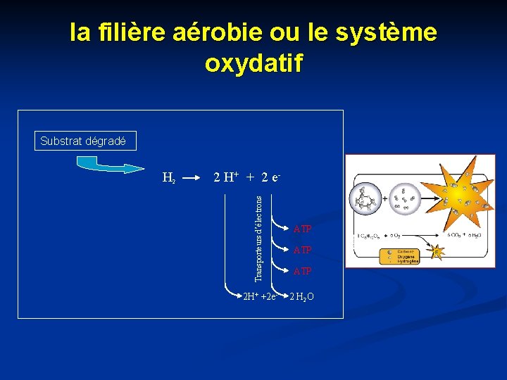 la filière aérobie ou le système oxydatif Substrat dégradé 2 H+ + 2 e