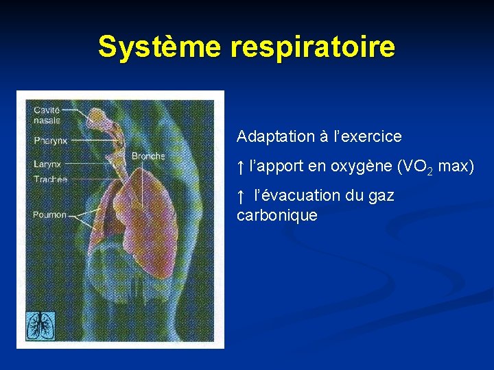 Système respiratoire Adaptation à l’exercice ↑ l’apport en oxygène (VO 2 max) ↑ l’évacuation