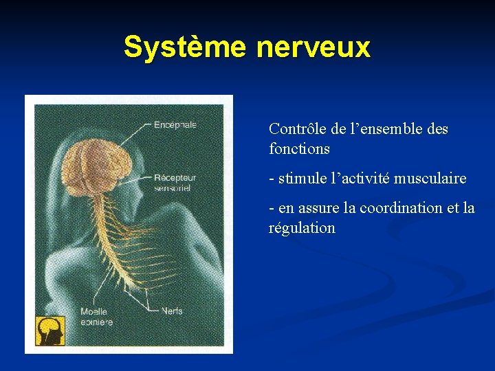Système nerveux Contrôle de l’ensemble des fonctions - stimule l’activité musculaire - en assure
