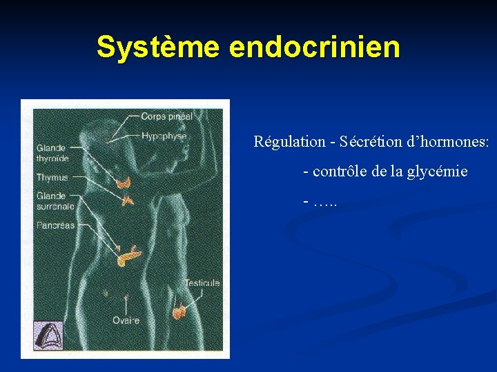 Système endocrinien Régulation - Sécrétion d’hormones: - contrôle de la glycémie - …. .