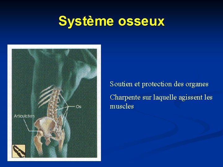 Système osseux Soutien et protection des organes Charpente sur laquelle agissent les muscles 