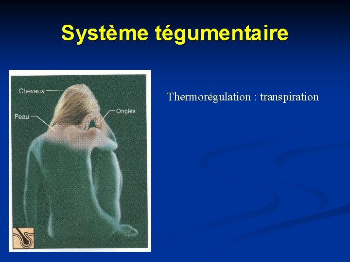 Système tégumentaire Thermorégulation : transpiration 