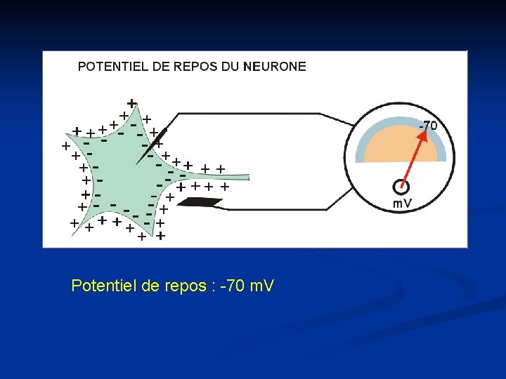 Potentiel de repos : -70 m. V 