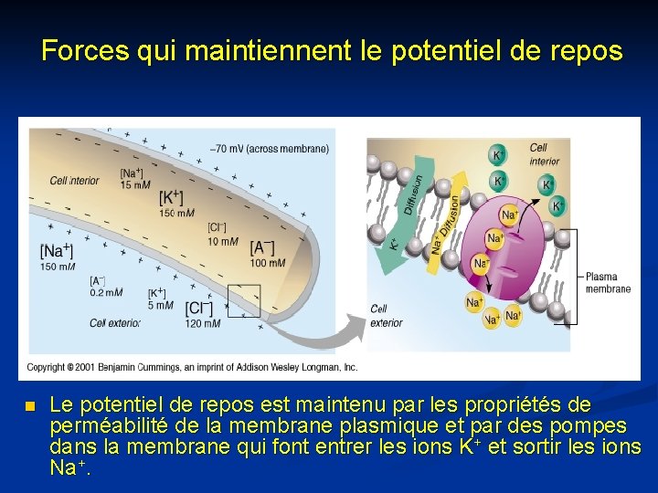 Forces qui maintiennent le potentiel de repos n Le potentiel de repos est maintenu