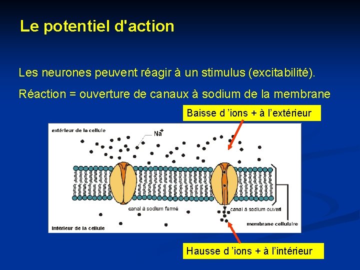 Le potentiel d'action Les neurones peuvent réagir à un stimulus (excitabilité). Réaction = ouverture