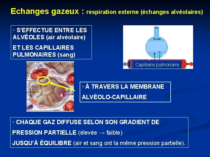 Echanges gazeux : respiration externe (échanges alvéolaires) · S’EFFECTUE ENTRE LES ALVÉOLES (air alvéolaire)