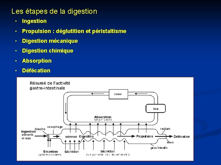 Les étapes de la digestion • Ingestion • Propulsion : déglutition et péristaltisme •