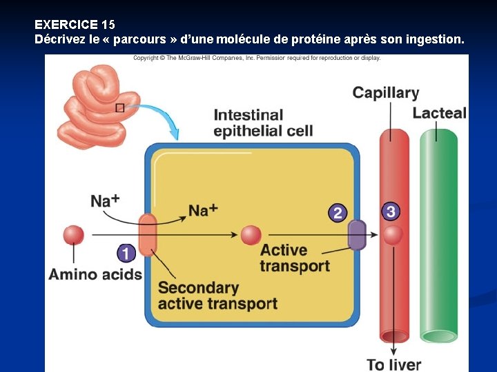 EXERCICE 15 Décrivez le « parcours » d’une molécule de protéine après son ingestion.