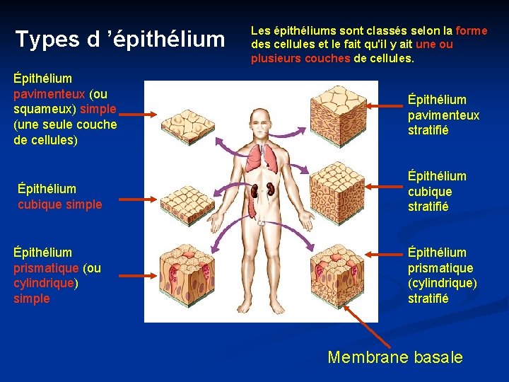 Types d ’épithélium Épithélium pavimenteux (ou squameux) simple (une seule couche de cellules) Épithélium