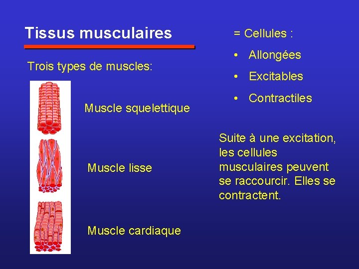 Tissus musculaires Trois types de muscles: Muscle squelettique Muscle lisse Muscle cardiaque = Cellules