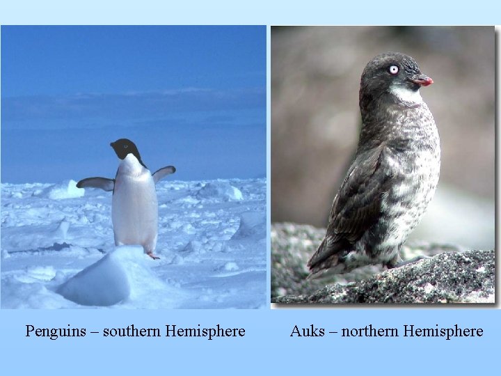 Penguins – southern Hemisphere Auks – northern Hemisphere 