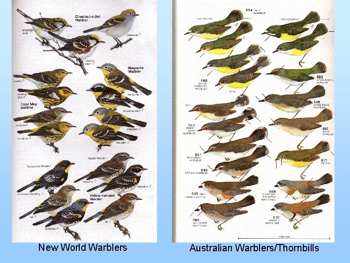 New World Warblers Australian Warblers/Thornbills 