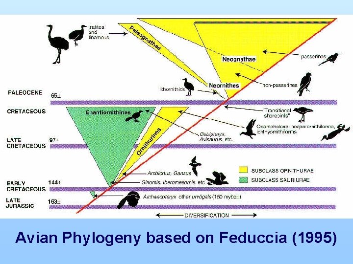 Avian Phylogeny based on Feduccia (1995) 