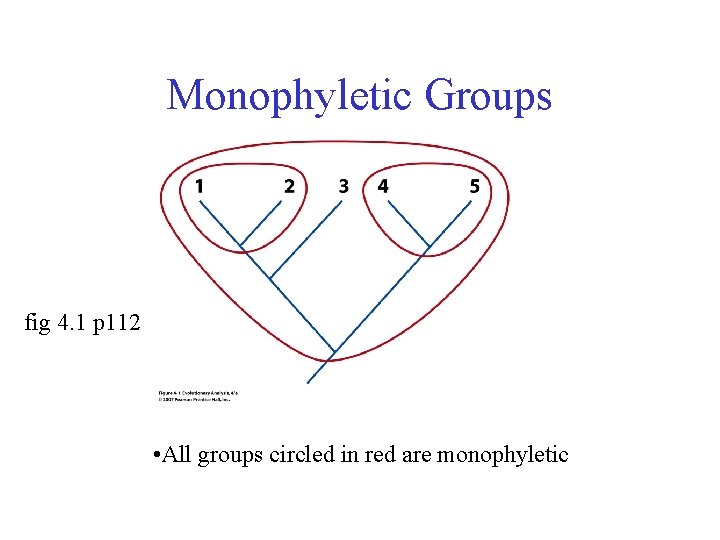 Monophyletic Groups fig 4. 1 p 112 • All groups circled in red are