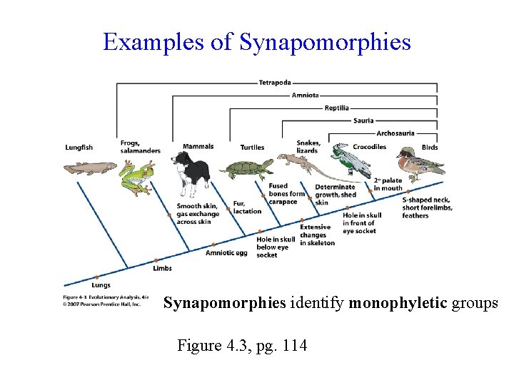 Examples of Synapomorphies identify monophyletic groups Figure 4. 3, pg. 114 