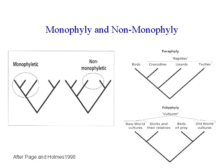 Monophyly and Non-Monophyly After Page and Holmes 1998 