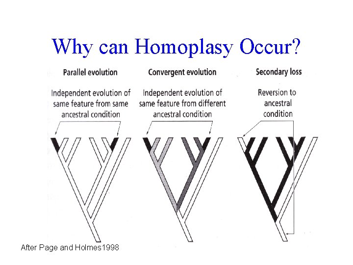 Why can Homoplasy Occur? After Page and Holmes 1998 