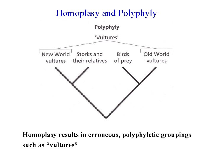 Homoplasy and Polyphyly Homoplasy results in erroneous, polyphyletic groupings such as “vultures” 