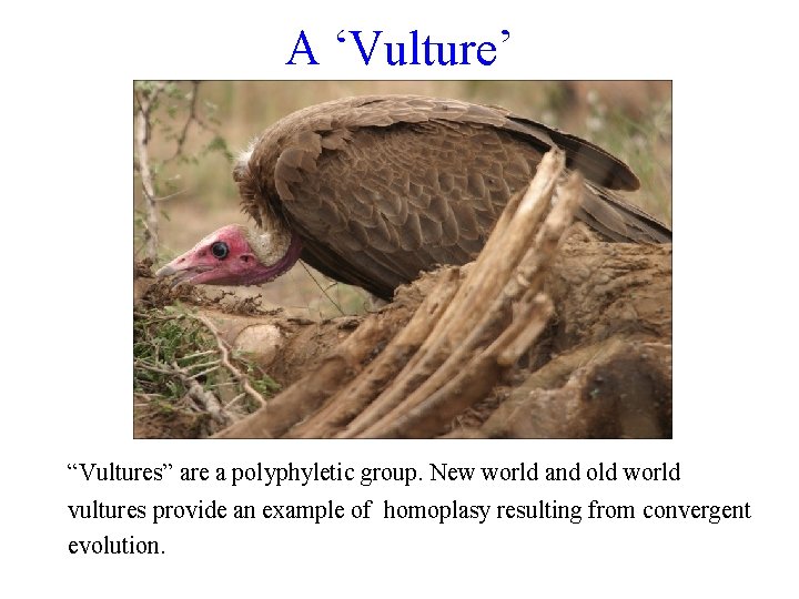 A ‘Vulture’ “Vultures” are a polyphyletic group. New world and old world vultures provide