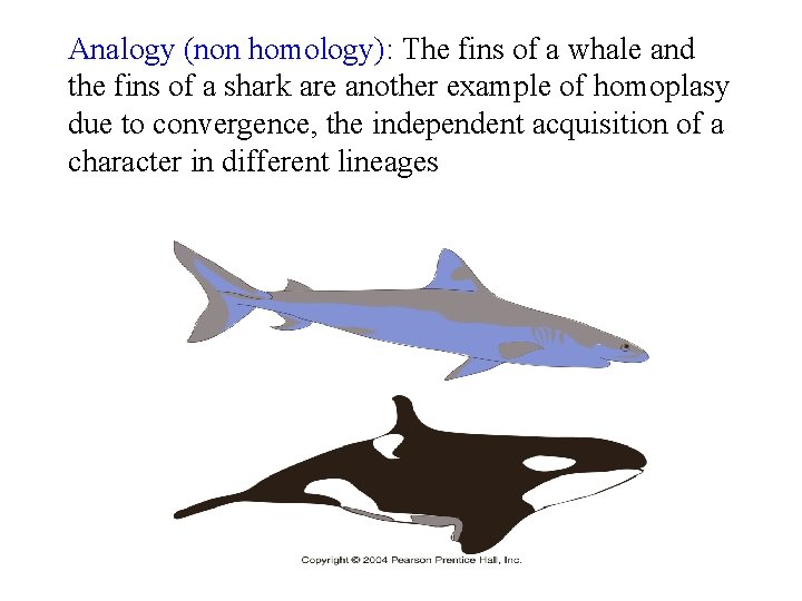 Analogy (non homology): The fins of a whale and the fins of a shark