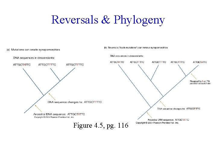 Reversals & Phylogeny Figure 4. 5, pg. 116 