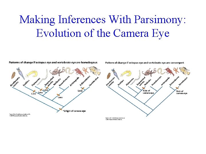 Making Inferences With Parsimony: Evolution of the Camera Eye 