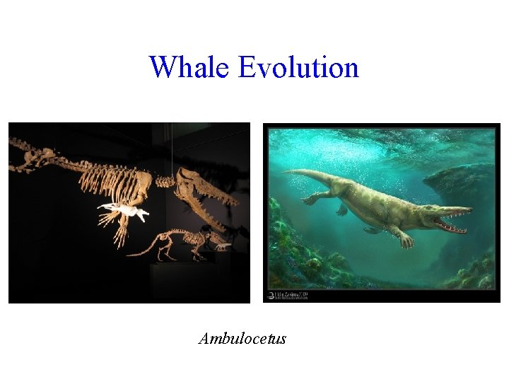 Whale Evolution Ambulocetus 