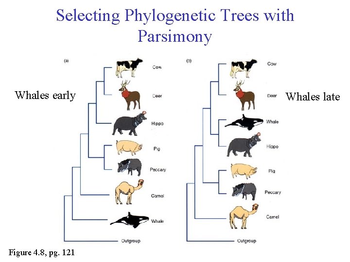 Selecting Phylogenetic Trees with Parsimony Whales early Figure 4. 8, pg. 121 Whales late