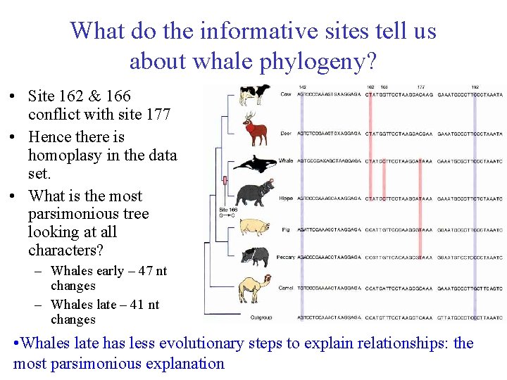 What do the informative sites tell us about whale phylogeny? • Site 162 &