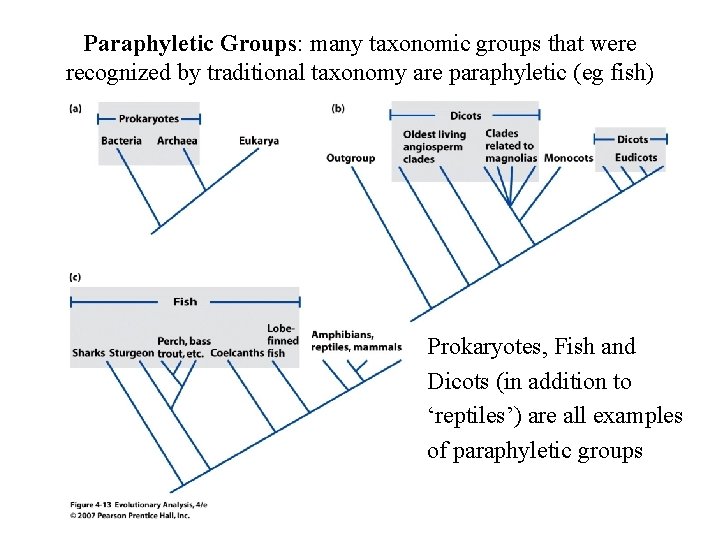 Paraphyletic Groups: many taxonomic groups that were recognized by traditional taxonomy are paraphyletic (eg