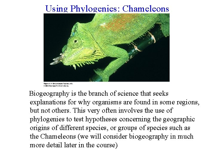 Using Phylogenies: Chameleons Biogeography is the branch of science that seeks explanations for why