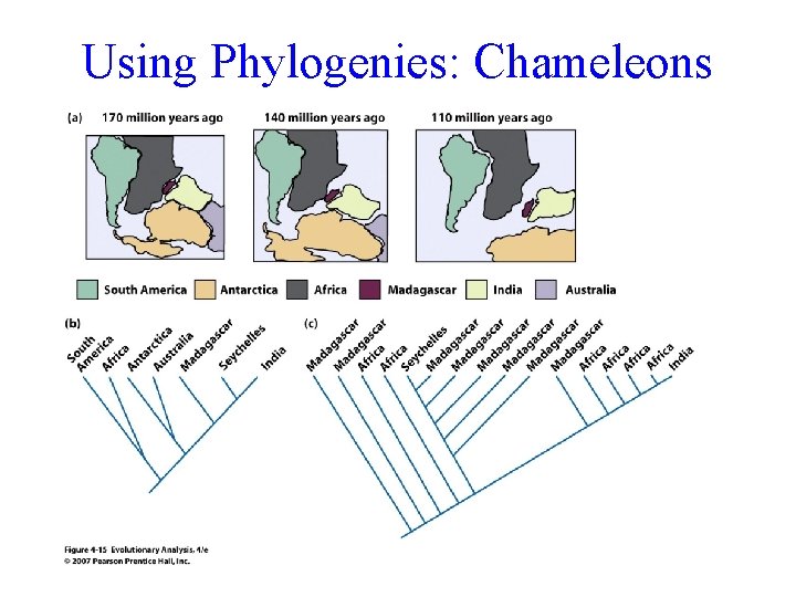 Using Phylogenies: Chameleons 