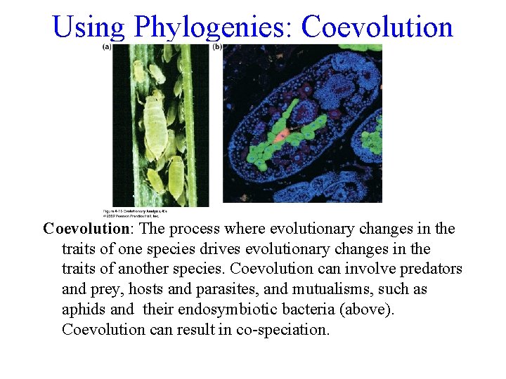 Using Phylogenies: Coevolution: The process where evolutionary changes in the traits of one species