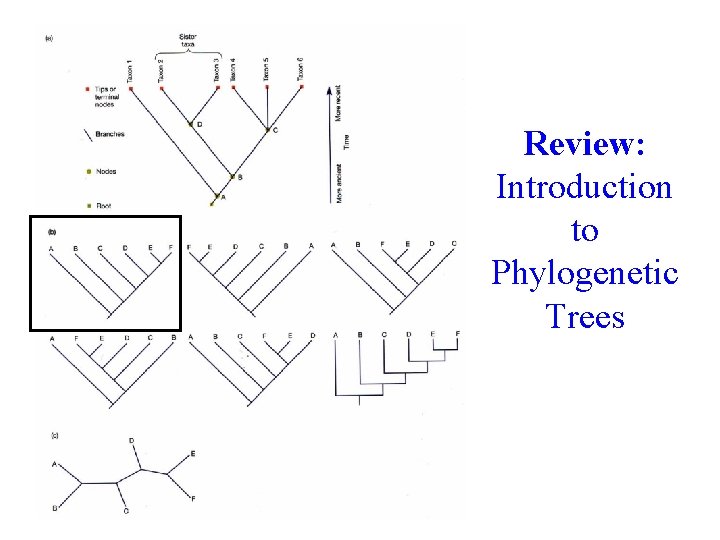 Review: Introduction to Phylogenetic Trees 