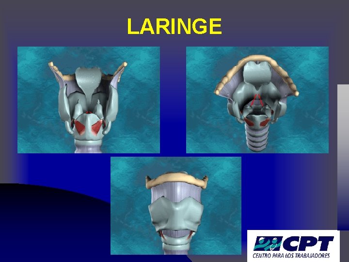 LARINGE 