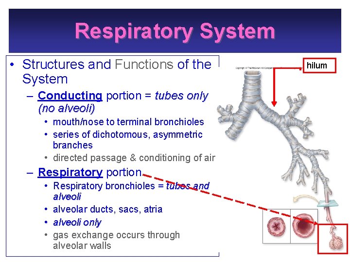 Respiratory System • Structures and Functions of the System hilum – Conducting portion =